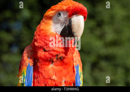 Ritratto di rara parrot. Mostra di espressione e di contatto con gli occhi. Foto Stock