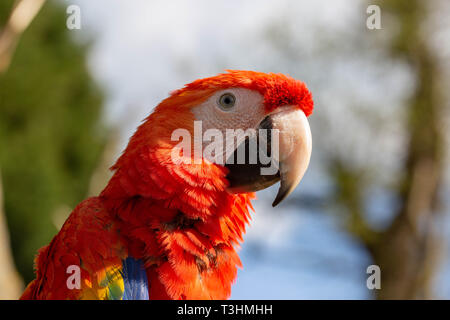 Ritratto di rara parrot. Mostra di espressione e di contatto con gli occhi. Foto Stock