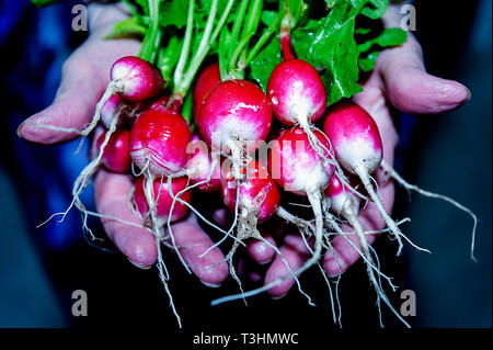 Il Ravanello di basso indice glicemico cibo Foto Stock
