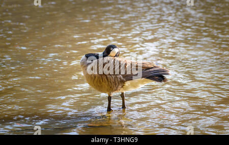 Un canada goose la pulizia stessa mentre in piedi in un stagno Foto Stock