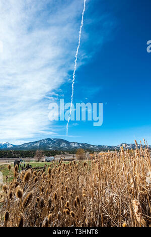 Cattails lungo il sud Arkansas River; Vandaveer Ranch; Salida; Colorado; USA Foto Stock