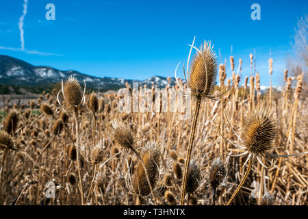 Cattails lungo il sud Arkansas River; Vandaveer Ranch; Salida; Colorado; USA Foto Stock