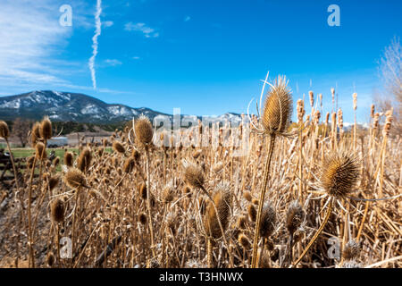 Cattails lungo il sud Arkansas River; Vandaveer Ranch; Salida; Colorado; USA Foto Stock