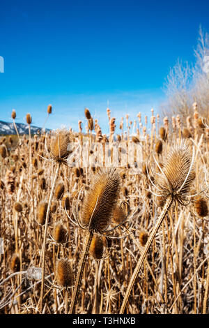 Cattails lungo il sud Arkansas River; Vandaveer Ranch; Salida; Colorado; USA Foto Stock