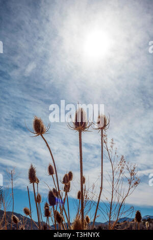 Cattails lungo il sud Arkansas River; Vandaveer Ranch; Salida; Colorado; USA Foto Stock