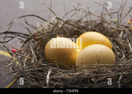 Sfondo di pasqua. Uova colorate nel nido su pietra grigia superficie Foto Stock