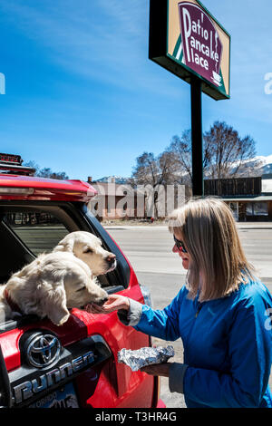 Donna alimenta due color platino Golden Retriever cani salsiccia nel retro di un suv; Patio ristorante Pancake; Salida; Colorado; USA Foto Stock