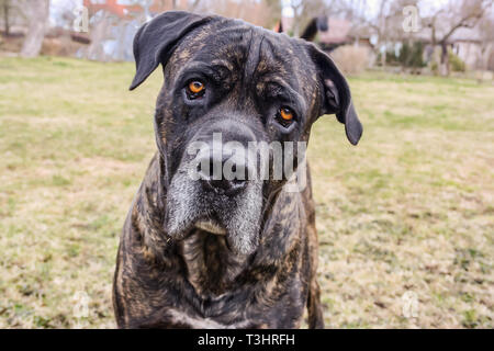 Cane corso razza cane ritratto Foto Stock