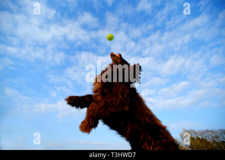 Brown cocker spaniel salto per una sfera. Foto Stock