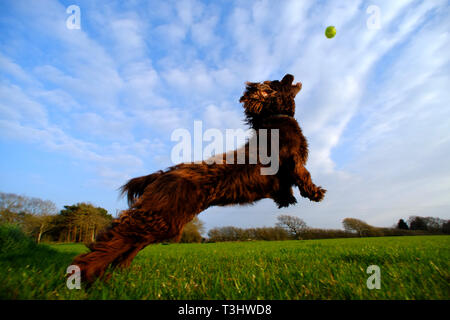 Brown cocker spaniel salto per una sfera. Foto Stock