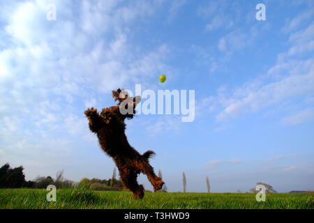 Brown cocker spaniel salto per una sfera. Foto Stock