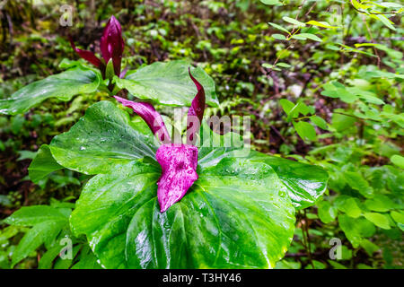 Close up giant trillium (Trillium chloropetalum) coperto di gocce di pioggia, San Francisco Bay Area, California Foto Stock