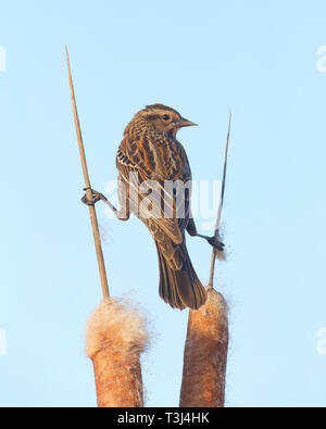 Rosso-winged Blackbird saldi femmina facendo 'Gruppi' su cattails in acquitrini habitat palustri Foto Stock