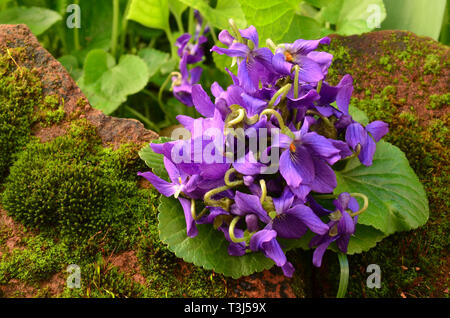 Mazzo di fiori freschi e di viole di primavera sulla pietra rossa ricoperta con MOSS, vista ravvicinata Foto Stock