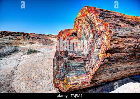 Foresta pietrificata di legno multicolore Foto Stock