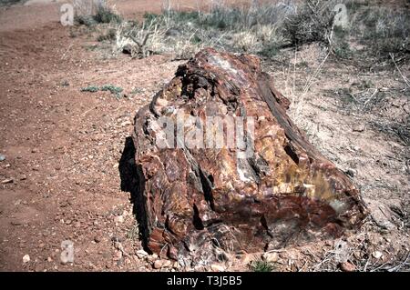 Foresta pietrificata di legno multicolore Foto Stock