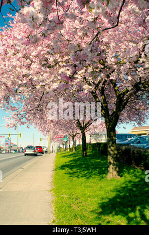 Fiori di Ciliegio in piena fioritura lungo lungo una strada a Maple Ridge, B. C., Canada Foto Stock