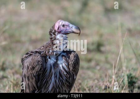 Ritratto di grande falda bianca di fronte vulture con grandi griffe, il Masai Mara Foto Stock