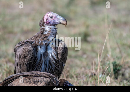 Ritratto di grande falda bianca di fronte vulture con grandi griffe, il Masai Mara Foto Stock