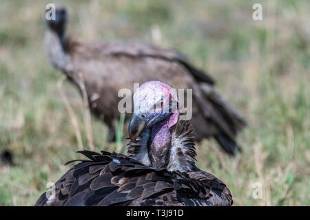 Ritratto di grande falda bianca di fronte vulture con grandi griffe, il Masai Mara Foto Stock