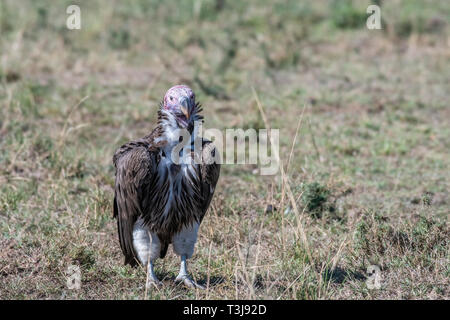 Ritratto di grande falda bianca di fronte vulture con grandi griffe, il Masai Mara Foto Stock