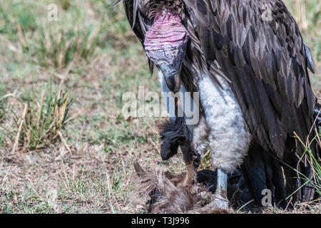 Ritratto di grande falda bianca di fronte vulture con grandi griffe, il Masai Mara Foto Stock