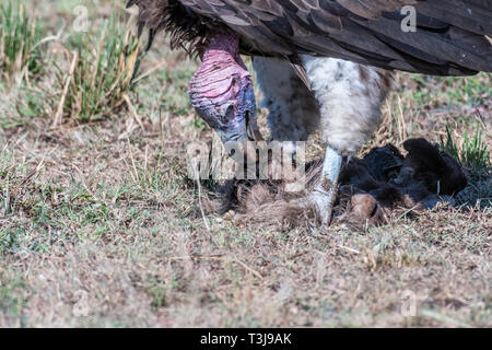 Bianco grande falda di fronte vulture con grandi griffe sulla alimentazione animale morto, il Masai Mara Foto Stock