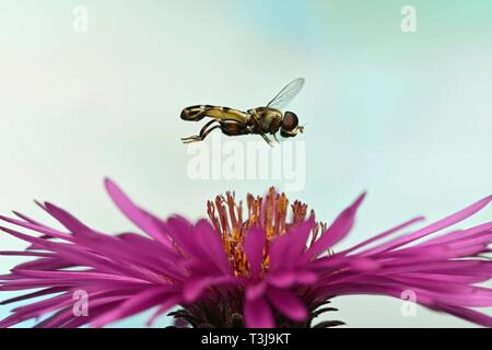 Spessore zampe (hoverfly Syritta pipiens) in volo il fiore di una nuova Inghilterra aster (Symphyotrichum novae-angliae), Germania Foto Stock