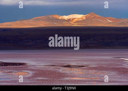 Laguna Colorada con fenicotteri, 4.323 m di altitudine, di confine per il Cile, Ande, Altiplano, Reserva Nacional de fauna Andina Eduardo Abaroa, Departamento Foto Stock