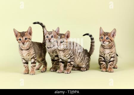 Toyger Breedcat (Felis silvestris catus), foto di gruppo con animali giovani, Austria Foto Stock