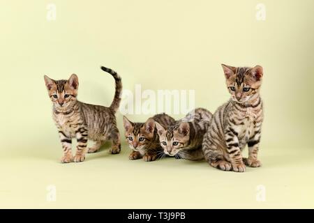Toyger Breedcat (Felis silvestris catus), foto di gruppo con animali giovani, Austria Foto Stock