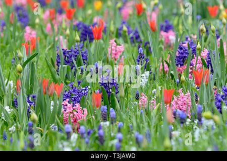 Prato con giardino giacinti (Hyacinthus orientalis ibrido), piccolo uva giacinti (Muscari botryoides) e tulipani (Tulipa), Renania settentrionale-Vestfalia Foto Stock