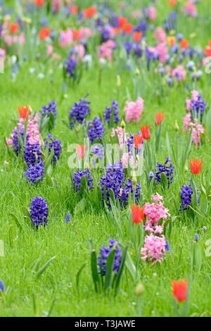 Prato con giardino giacinti (Hyacinthus orientalis ibrido), piccolo uva giacinti (Muscari botryoides) e tulipani (Tulipa), Renania settentrionale-Vestfalia Foto Stock