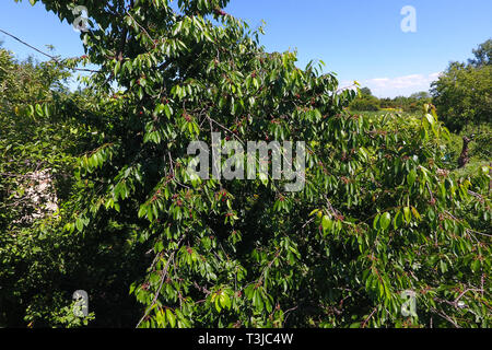 Rami di ciliegie con bacche mature. Mature ciliegio dolce su un albero. La maturazione delle bacche di ciliegio dolce. Foto Stock