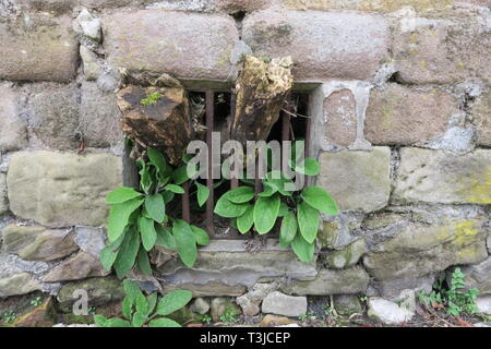 Coltura vegetale attraverso una griglia in un muro di casa Foto Stock