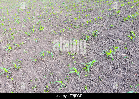 Campo di giovani del mais. I germogli di mais sul campo. Mais da foraggio insilato Foto Stock