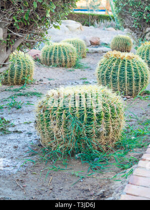 Golden barrel cactus o Echinocactus grusonii Hildm, questo è il deserto albero che sono state molte spine , il suo corpo simile alla palla verde e flusso marrone Foto Stock