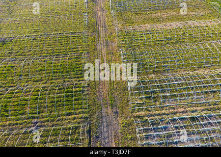 Quadri di serre, vista dall'alto. Costruzione di serre in campo. Agricoltura, agrotechnics di terreno chiuso. Foto Stock