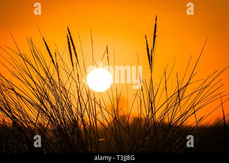 Southport, Merseyside, Regno Unito. Il 10 aprile 2019. Regno Unito Meteo: bellissima alba. Molto piccante per iniziare la mattina come una bellissima alba getta i suoi raggi caldi attraverso la RSPB riserva naturale del nesting sulle rive di Southport beach nel Merseyside. Credito: Cernan Elias/Alamy Live News Foto Stock