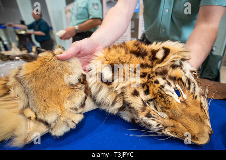 Norimberga, Germania. Decimo Apr, 2019. Una pelle di tigre confiscati dalla Dogana si trova presso l'aeroporto di Norimberga come parte di una presentazione da parte delle autorità doganali e l'Agenzia federale per la conservazione della natura (BfN) illegali sulla vacanza negozio di souvenir. Credito: dpa picture alliance/Alamy Live News Foto Stock
