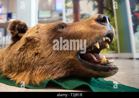 Norimberga, Germania. Decimo Apr, 2019. Un bearskin con una testa confiscati dalla Dogana è sdraiato su un tavolo presso l'aeroporto di Norimberga come parte di una presentazione da parte delle autorità doganali e l'Agenzia federale per la conservazione della natura (BfN) circa vacanze illegale di souvenir. Credito: dpa picture alliance/Alamy Live News Foto Stock