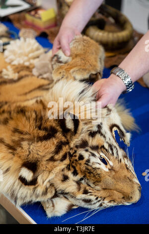 Norimberga, Germania. Decimo Apr, 2019. Una pelle di tigre confiscati dalla Dogana si trova presso l'aeroporto di Norimberga come parte di una presentazione da parte delle autorità doganali e l'Agenzia federale per la conservazione della natura (BfN) illegali sulla vacanza negozio di souvenir. Credito: dpa picture alliance/Alamy Live News Foto Stock