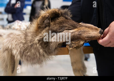 Norimberga, Germania. Decimo Apr, 2019. Un lupo fur confiscati dalla Dogana è sdraiato su un tavolo presso l'aeroporto di Norimberga come parte di una presentazione da parte delle autorità doganali e l'Agenzia federale per la conservazione della natura (BfN) illegali sulla vacanza negozio di souvenir. Credito: dpa picture alliance/Alamy Live News Foto Stock