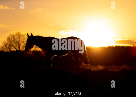 Ashford, Kent, Regno Unito. Decimo Apr, 2019. Regno Unito: Meteo il sole tramonta dopo una bella giornata di sole a Ashford, Kent come questo cavallo stagliano dal sole lambisce in un campo. © Paul Lawrenson 2019, Photo credit: Paolo Lawrenson/ Alamy Live News Foto Stock