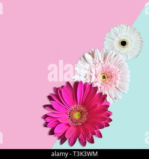 Tre rosa e bianco fiori di gerbera close up su sfondo geometrico colorato in azzurro pastello chiaro e sfumature di rosa. Dolce primavera o estate floral indietro Foto Stock