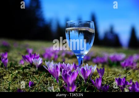 Crocus (crocus vernus albiflorus, Iridaceae, Asparagales), prato alpino, bicchiere di acqua con la riflessione Foto Stock