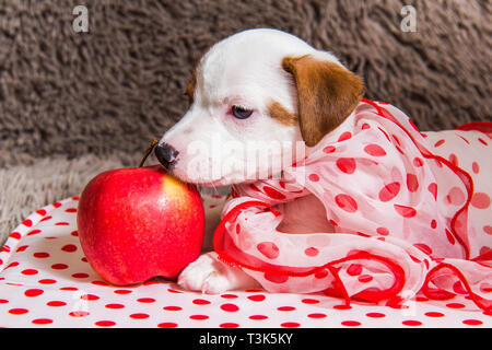 Jack Russell Terrier cucciolo di cane con la polka dots foulard di seta Foto Stock