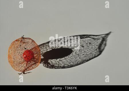 Cape Gooseberry (physalis peruviana), Physalis Foto Stock