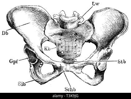 Umano: il bacino. L) minor vertebra lombare; kb) sacrum, tr; coccyx; Db) ileo; Sib; ischio; Schb) osso pubico; gpf) cavità glenoidea per l' ammissione del femore, anonym Foto Stock