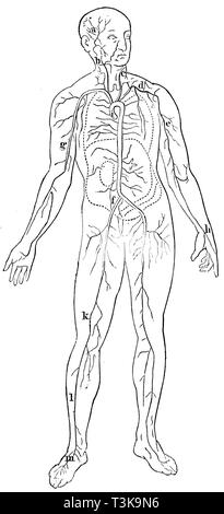 Umano: ubicazione dei più importanti arterie: una arteria temporale b destra arteria di testa c arteria vertebrale d arteria clavicola sinistra e ascellare f hip g arteria arteria del braccio h ha parlato di arteria aorta io (tagliare sopra il cuore) k arteria femorale l arteria tibiale m piede arteria, anonym 1877 Foto Stock